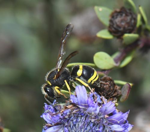 Ancistrocerus sp.